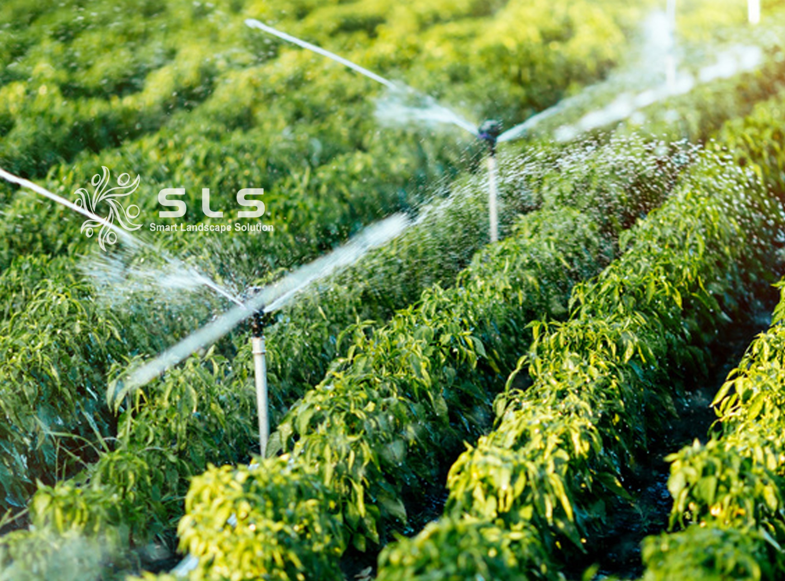 Hệ thống tưới cây phun mưa là gì | Giải pháp tưới SLS hàng đầu Đà Nẵng